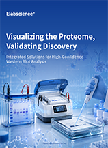 Western Blot Solutions (2609) 